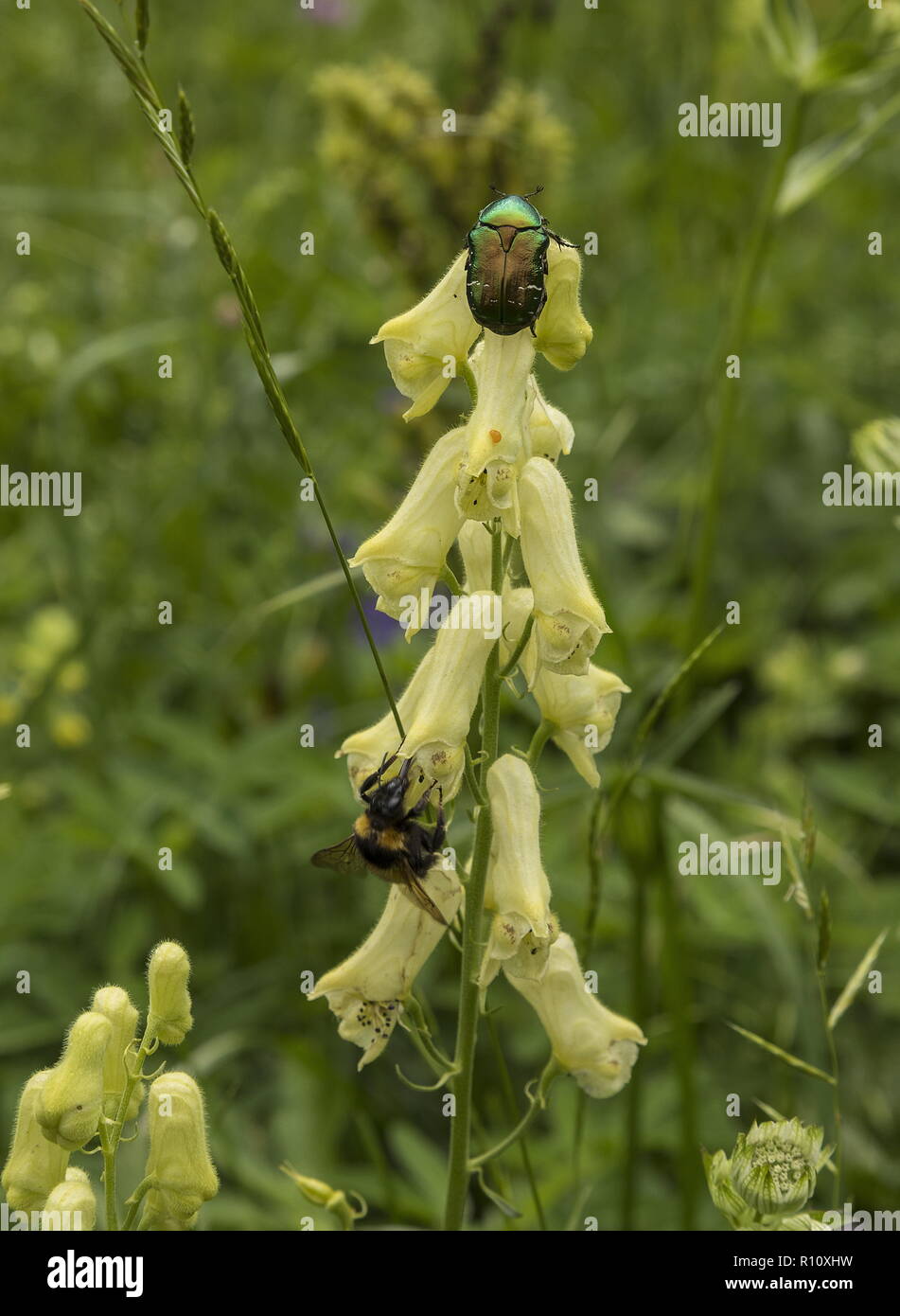 Wolfsbane, Aconitum lycoctonum, with visiting rose chafer and bee-mimic hoverfly. Julian Alps, Slovenia. Stock Photo