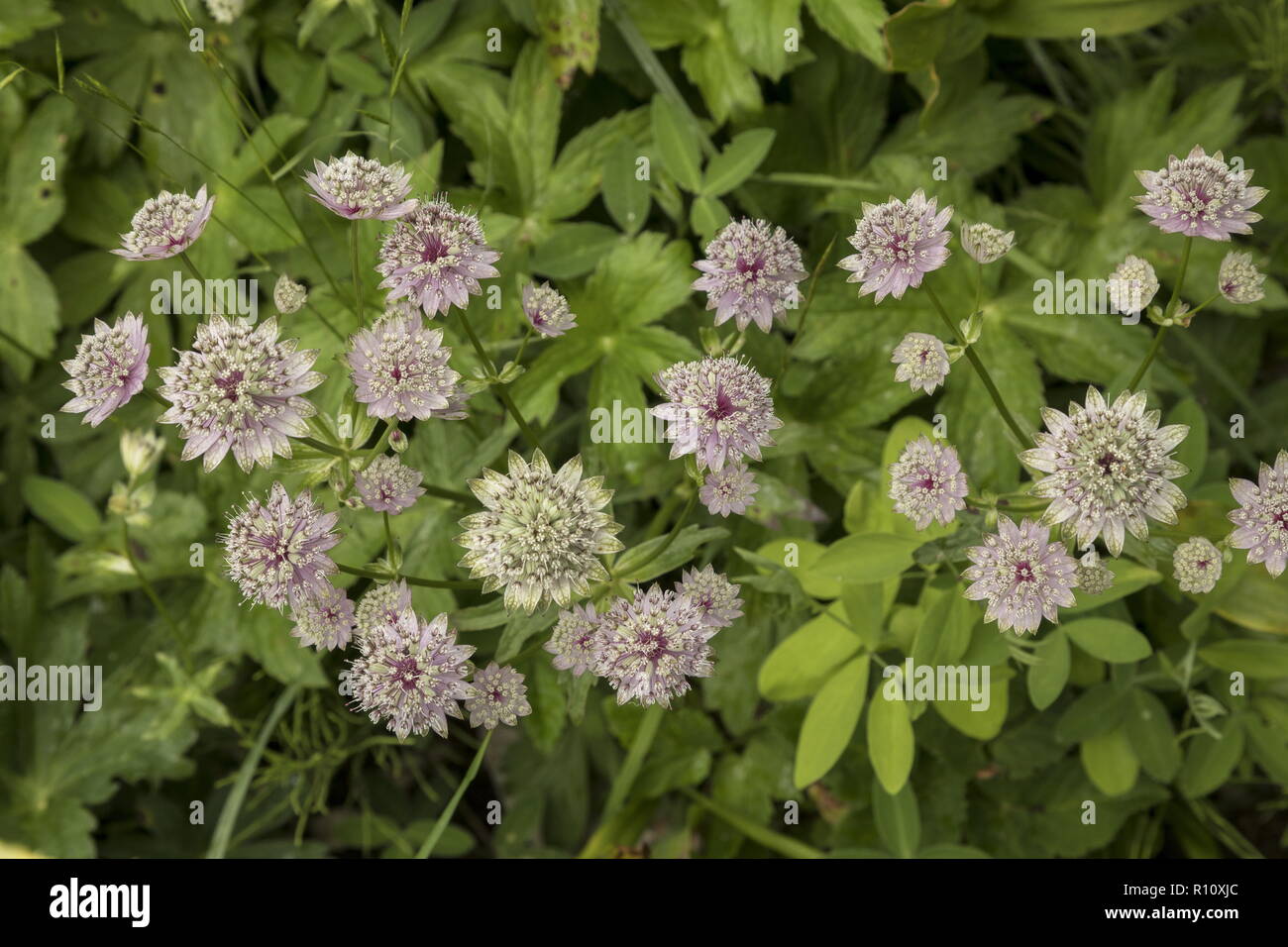 Great masterwort, Astrantia major in flower in alpine meadows, Julian Alps, Slovenia. Stock Photo