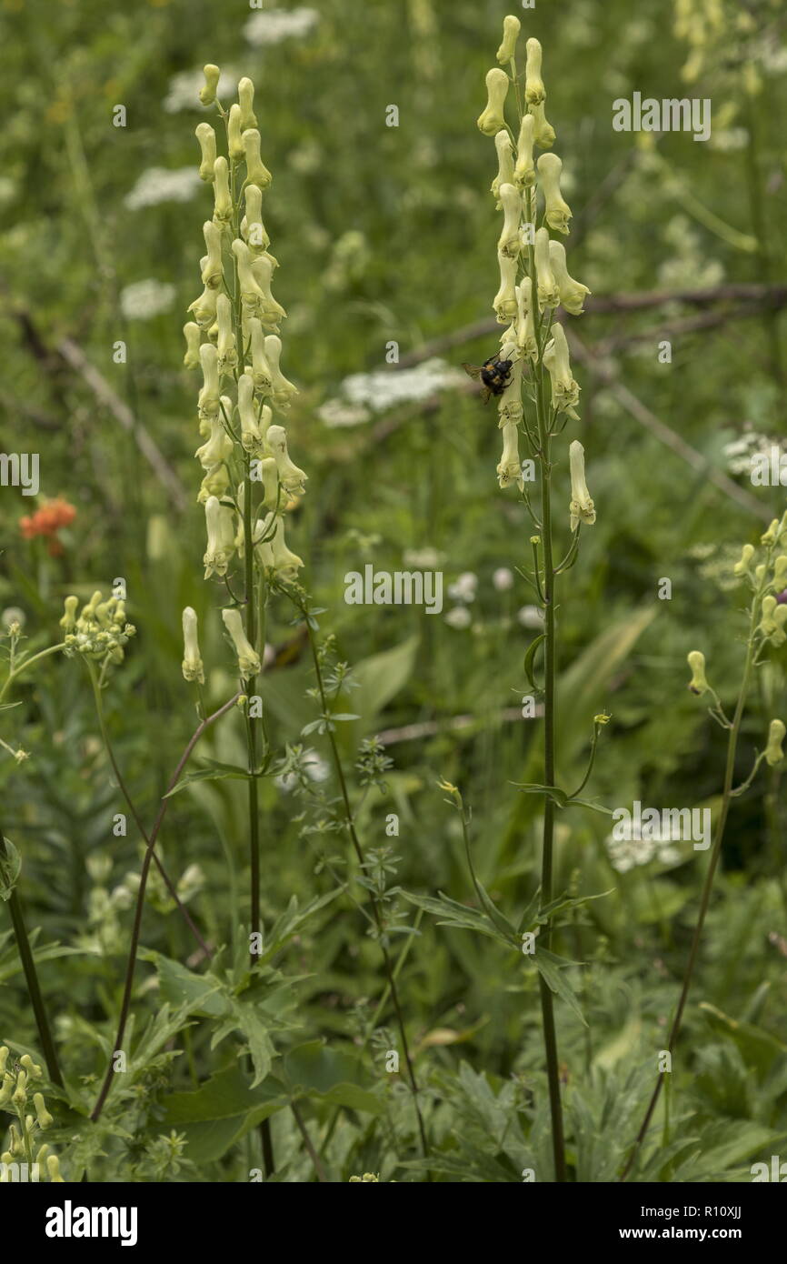 Wolfsbane, Aconitum lycoctonum, in flower in alpine meadow, Slovenia. Stock Photo