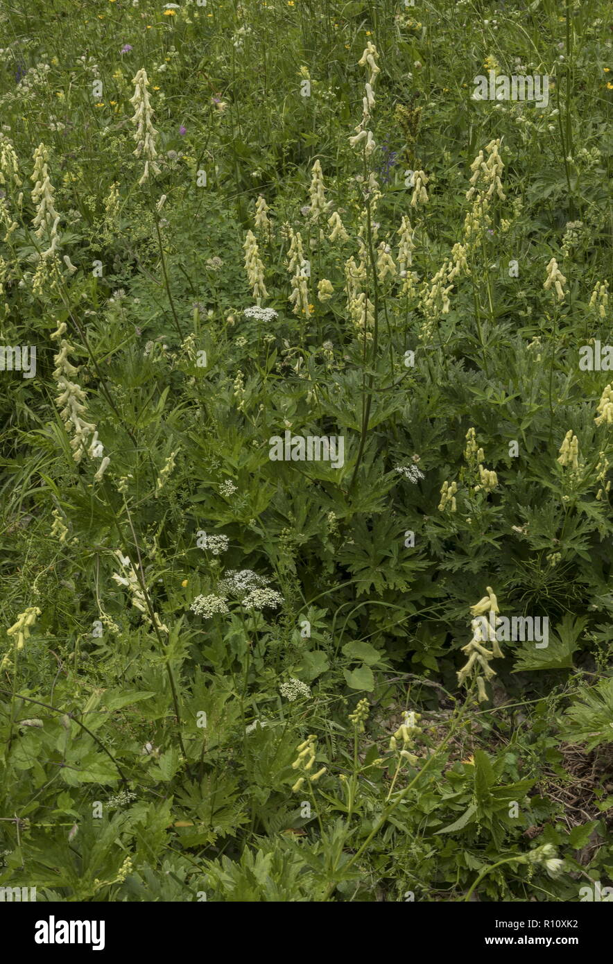 Wolfsbane, Aconitum lycoctonum, in flower in alpine meadow, Slovenia. Stock Photo