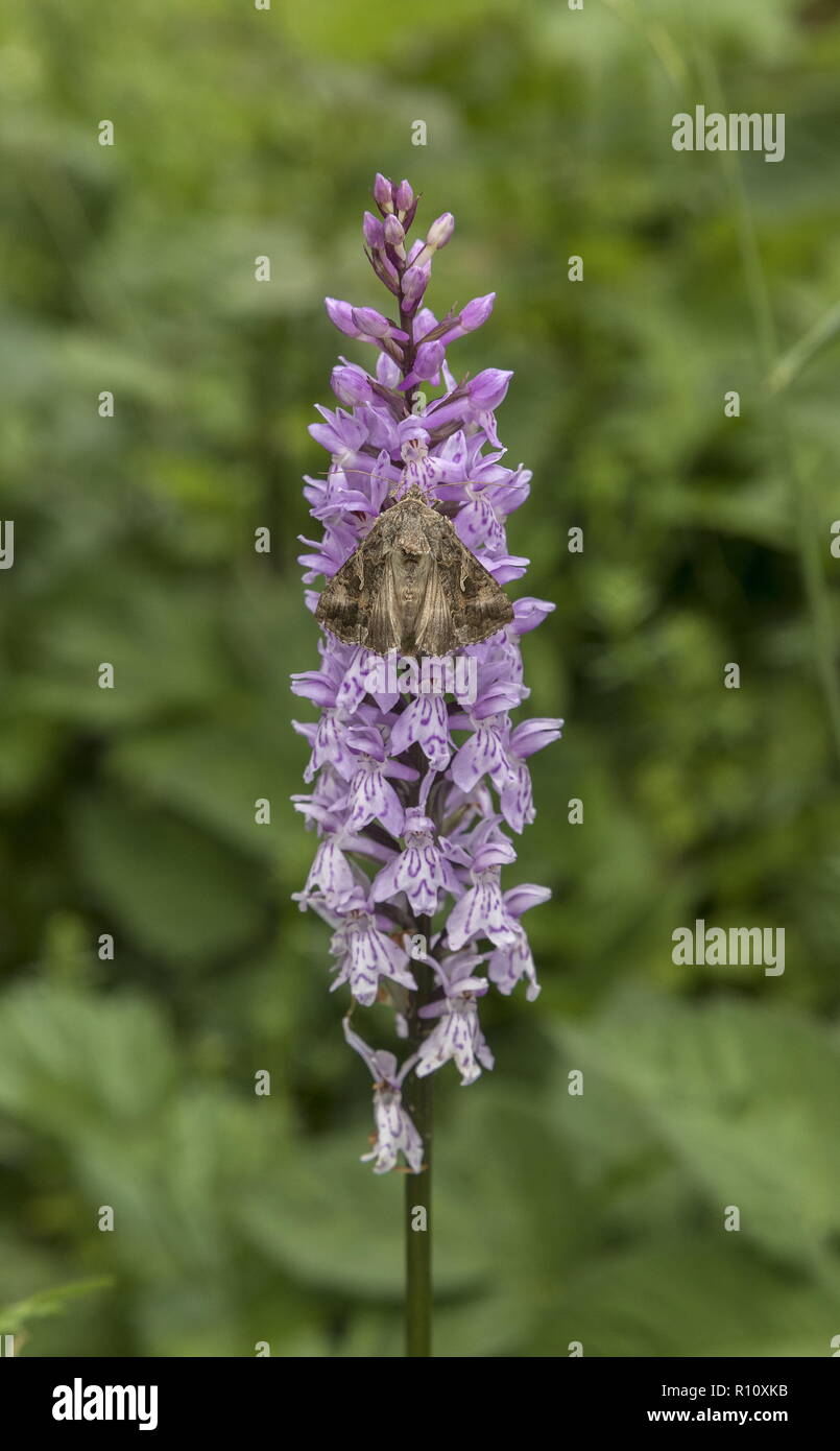 Common Spotted Orchid with Silver Y moth, Autographa gamma, on. Stock Photo