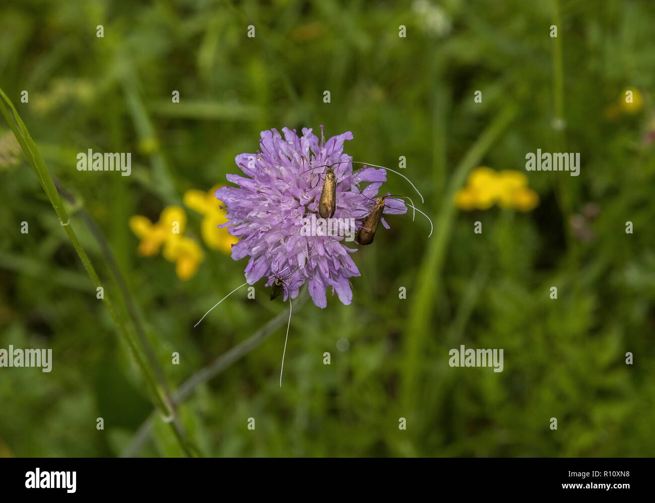 Longhorn moth, Nemophora metallica, on Field Scabious. Stock Photo