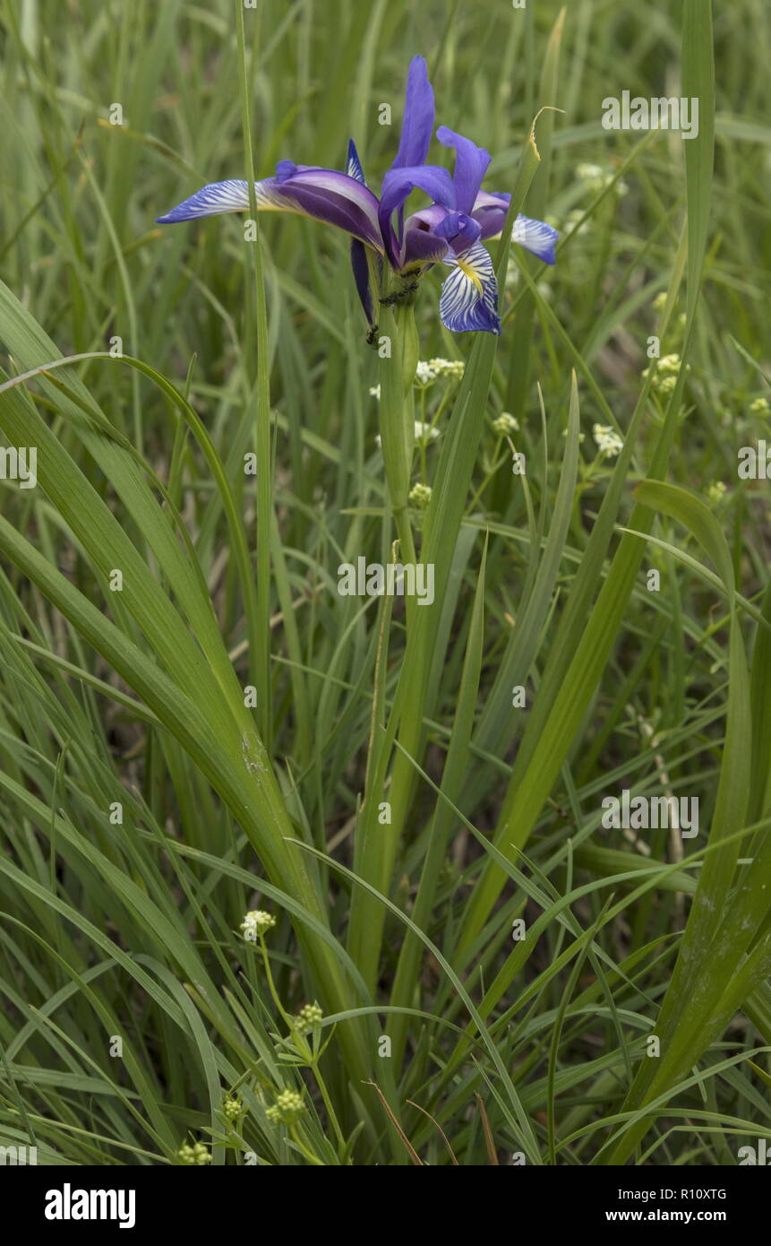 Grass-leaved Iris, Iris graminea, in flower in Julian Alps, Slovenia. Stock Photo