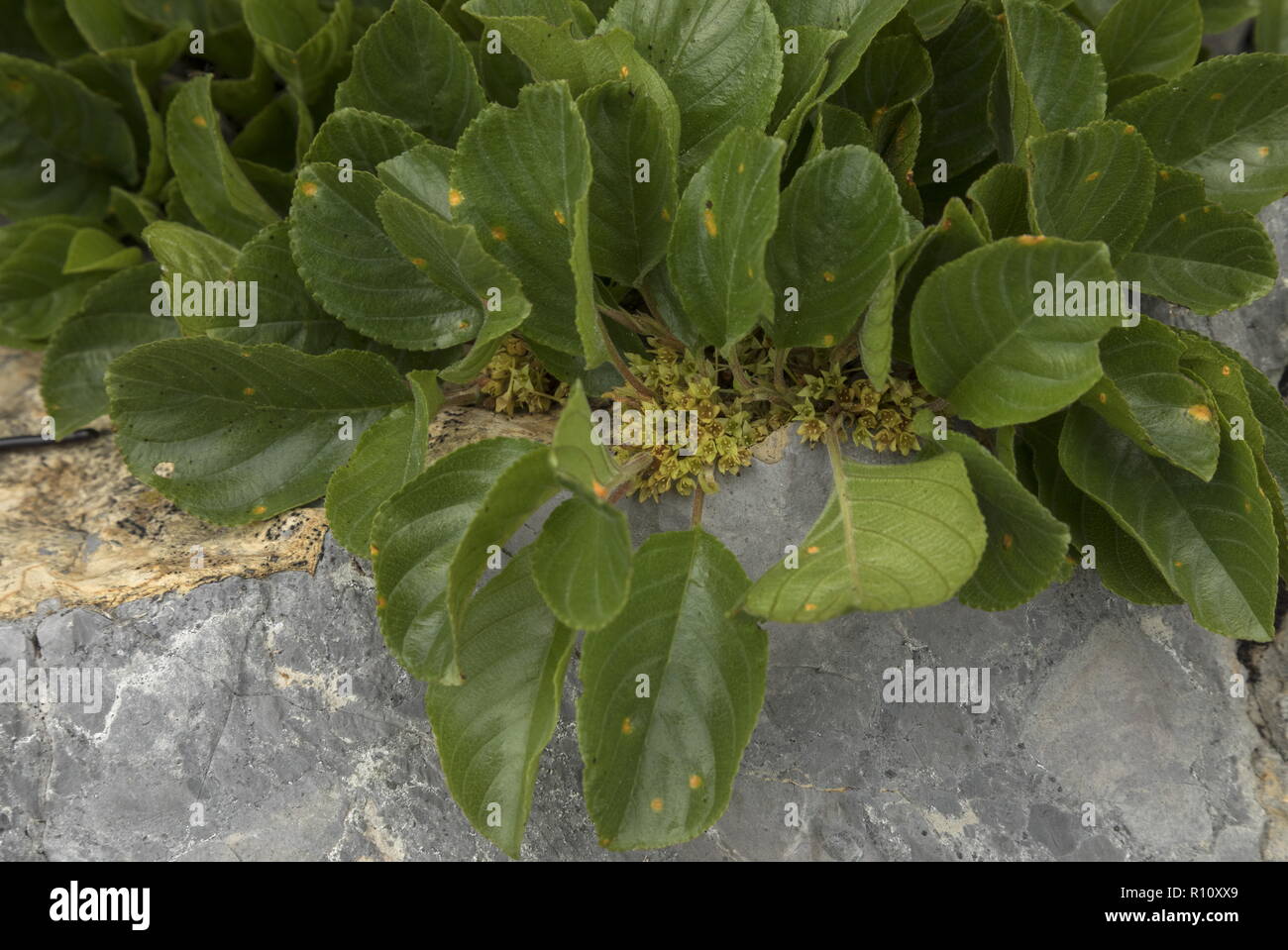 Dwarf Buckthorn, Rhamnus pumila, Nerprun nain, Stock Photo