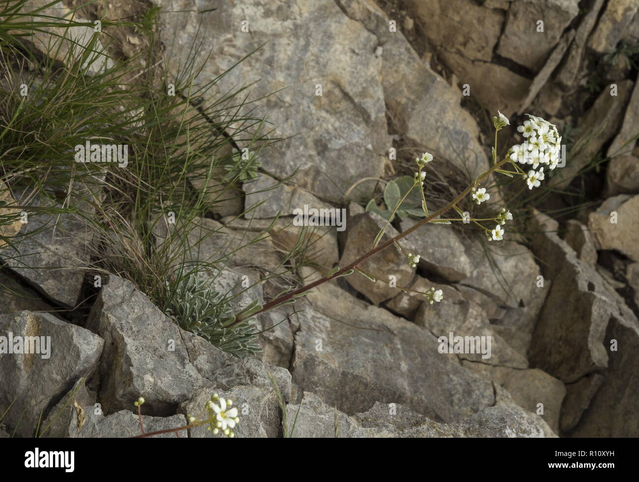 Encrusted Saxifrage, Saxifraga hostii in flower on limestone cliff, Julian Alps. Slovenia. Stock Photo