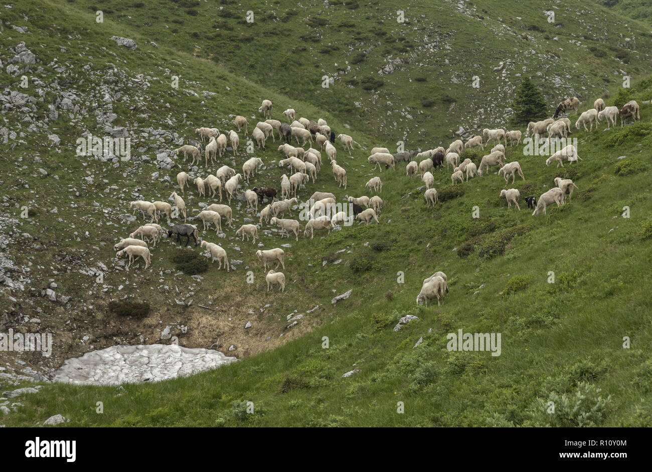 Grazing flock of sheep on limestone grassland  with swallow-holes on the ridge above Soriska Planina, Julian Alps, Slovenia. Stock Photo