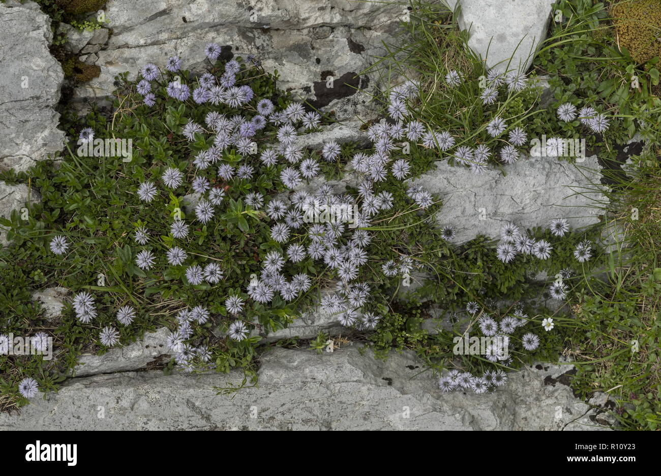 Heart-leaved globe daisy, Globularia cordifolia in flower in masses on limestone, Julian Alps, Slovenia. Stock Photo