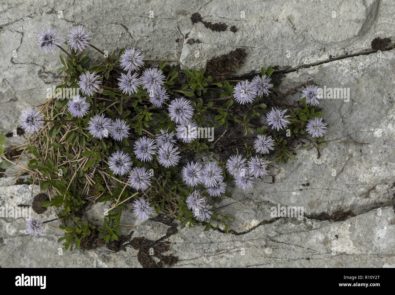 Heart-leaved globe daisy, Globularia cordifolia in flower in masses on limestone, Julian Alps, Slovenia. Stock Photo