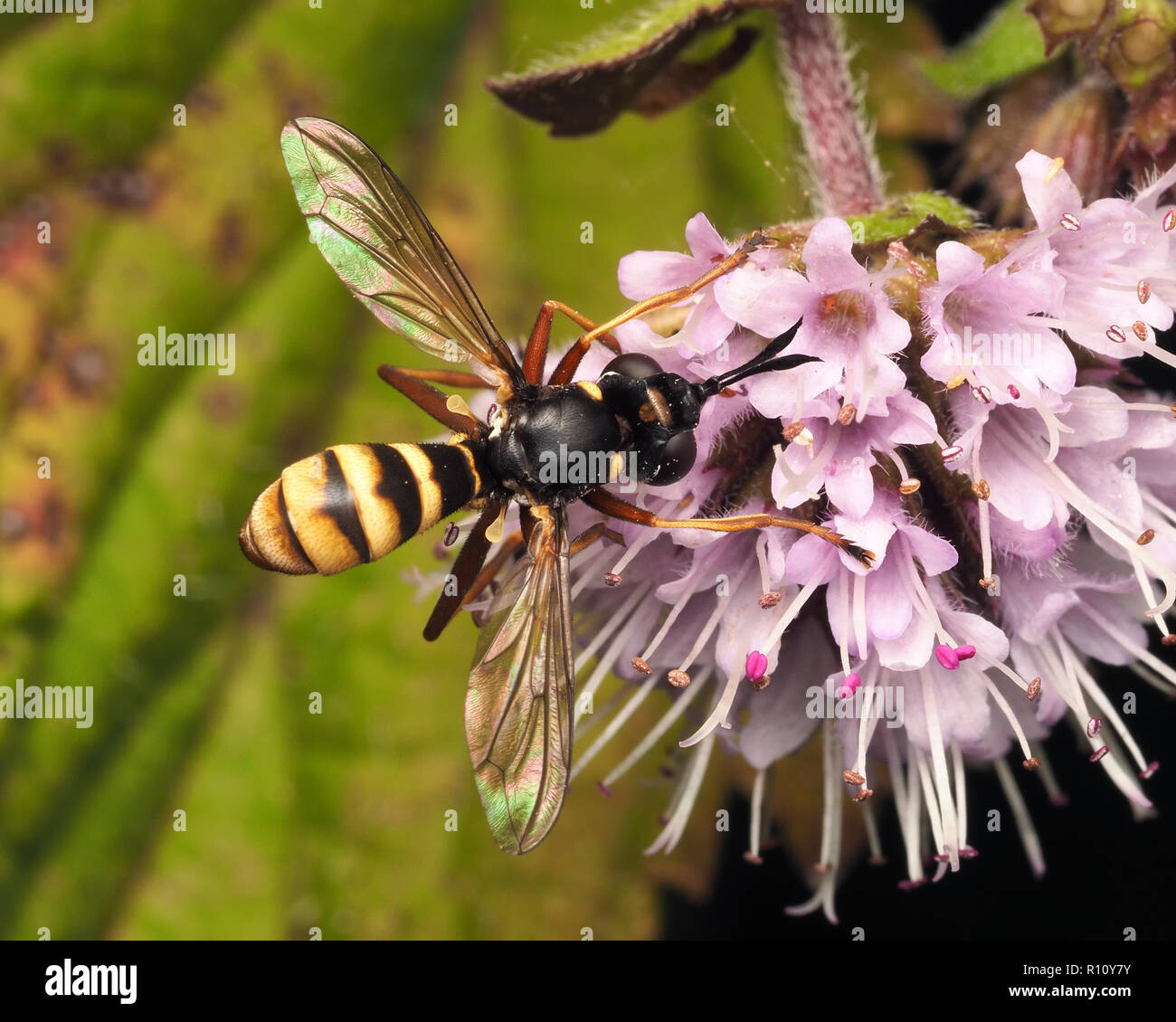Conopid fly (Conops quadrifasciatus) feeding on flower. Tipperary, Ireland Stock Photo