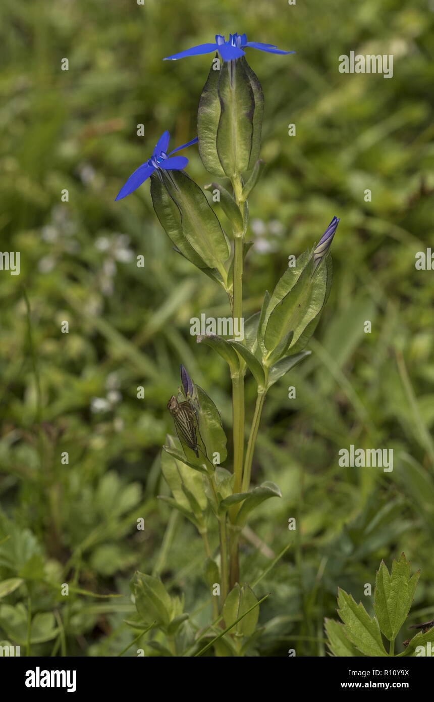 Bladder gentian, Gentiana utriculosa, in flower in mountain pasture, Slovenia. Stock Photo