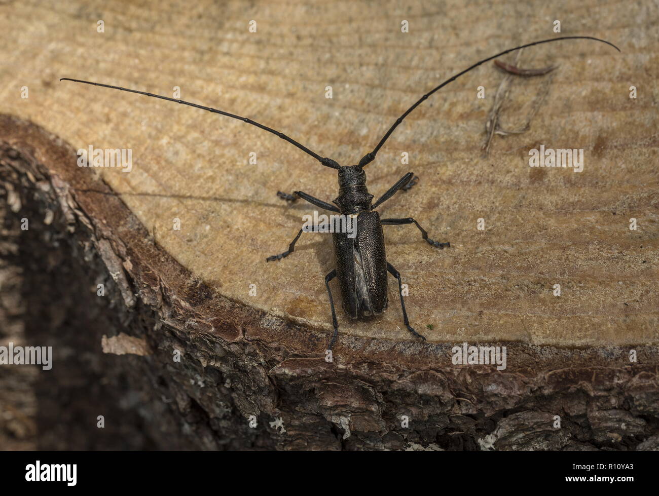 Lesser capricorn beetle, Cerambyx scopolii, on cut tree stump, Julian Alps, Slovenia. Stock Photo