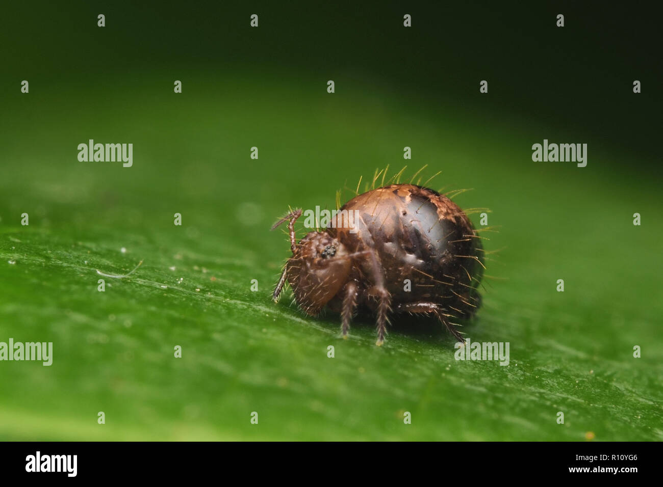 Globular Springtail (Allacma fusca) resting on rhododendron leaf. Tipperary, Ireland Stock Photo