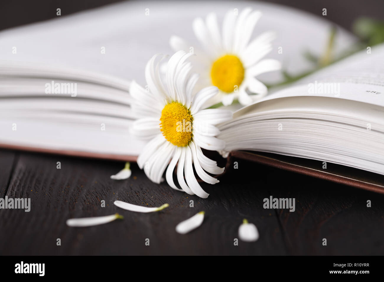 Stack of books with small bunch of daisies Stock Photo - Alamy