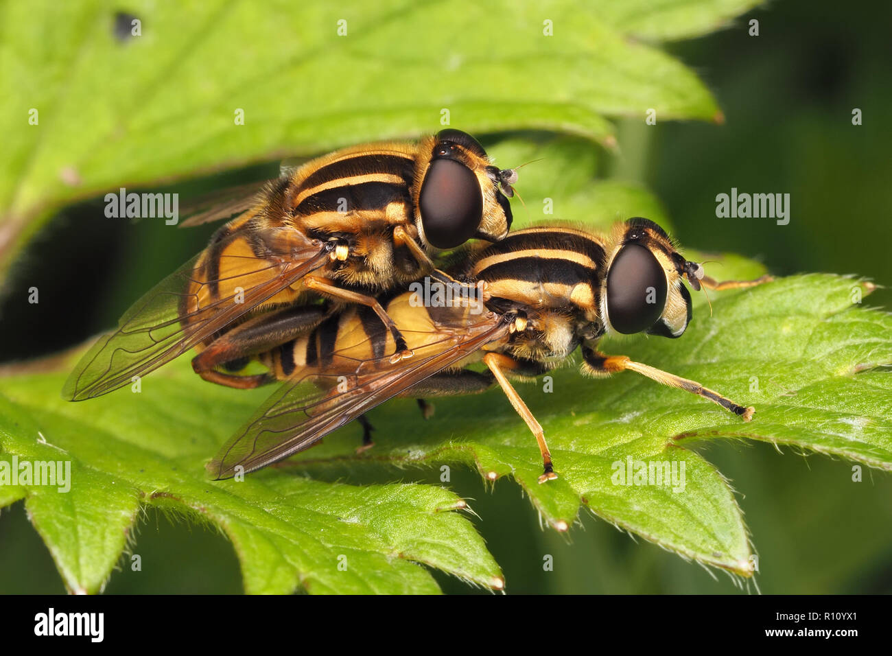 Mating Hoverflies (Helophilus pendulus) on creeping buttercup plant. Tipperary, Ireland Stock Photo