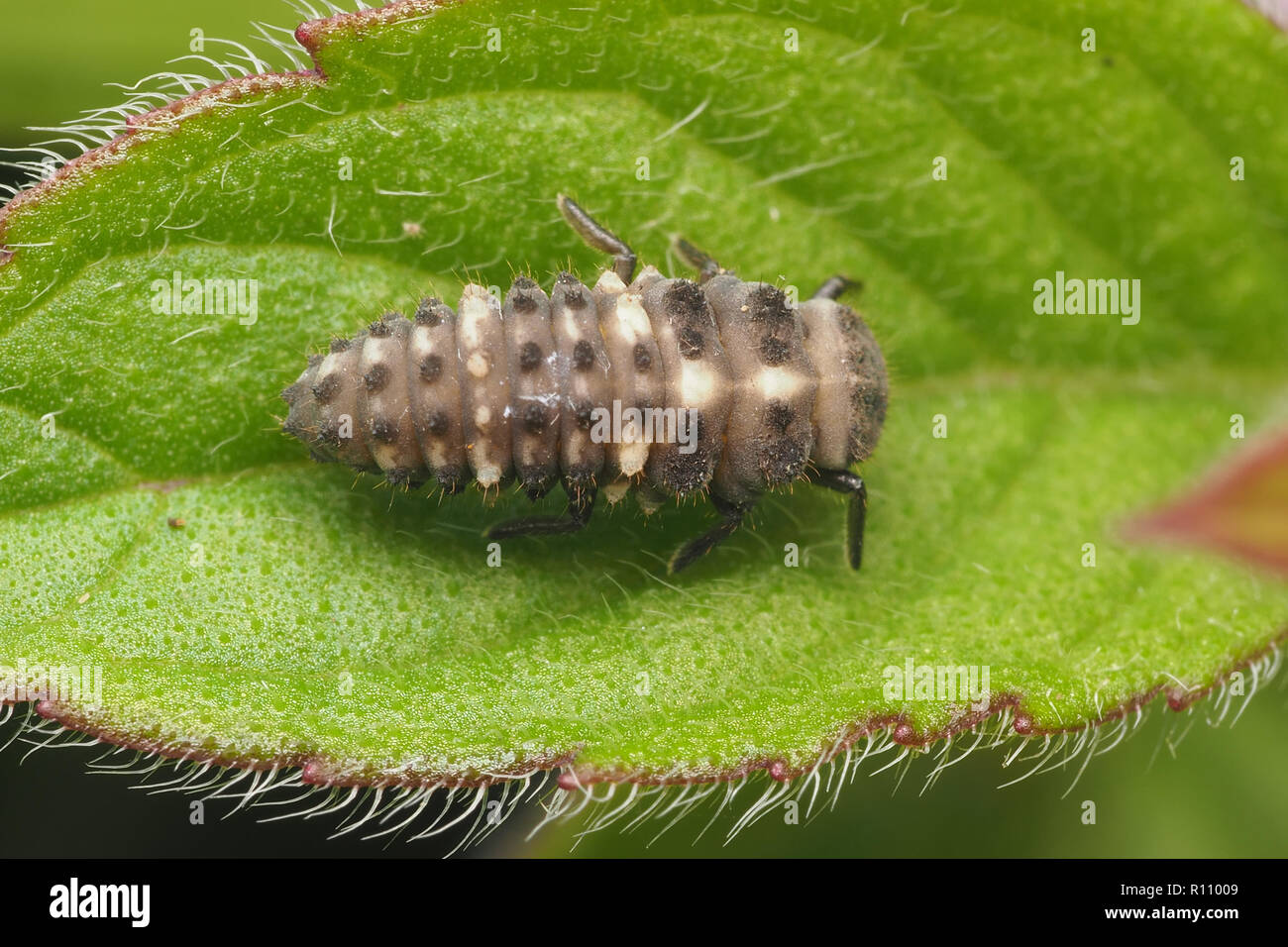 Top down view of 14-spot Ladybird larva (Propylea quattuordecimpunctata) on leaf. Tipperary, Ireland Stock Photo