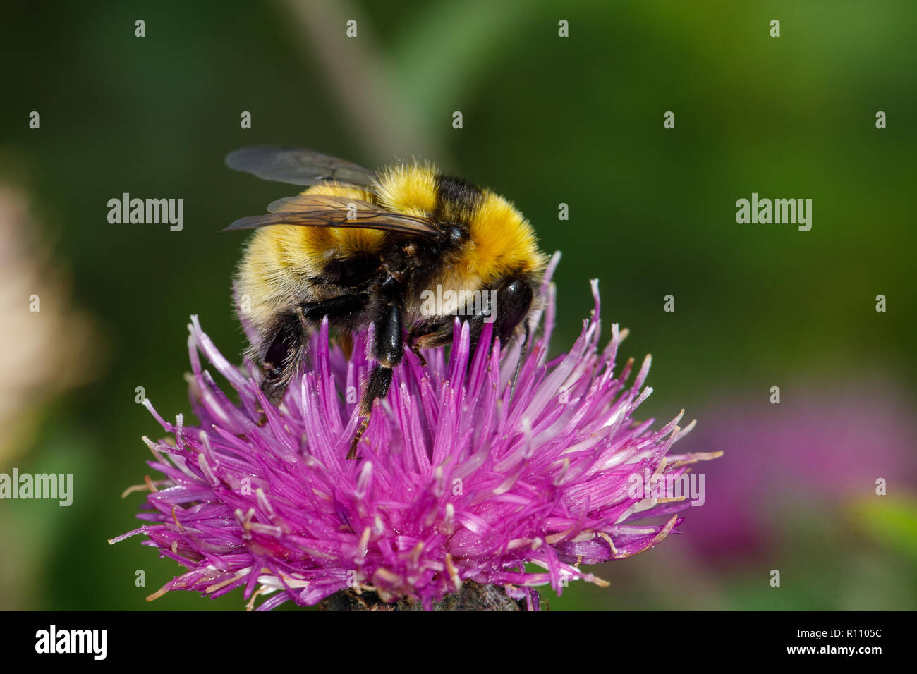 Great Yellow Bumblebee, Bombus distinguendus, nectaring on Black Knapweed, Centaurea nigra Stock Photo