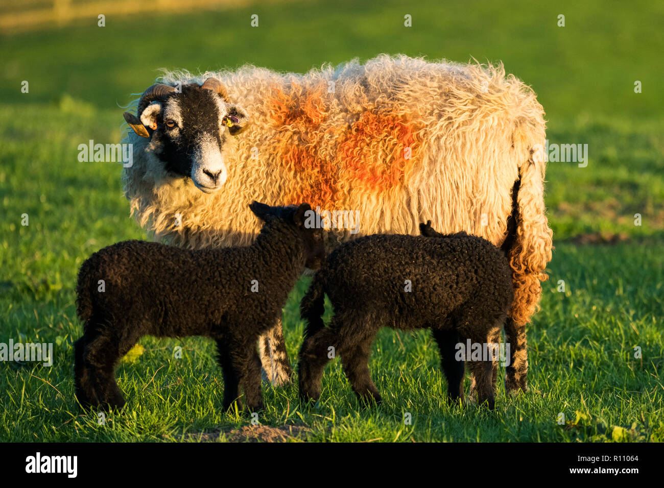 Swaledale ewe with two small, cute, pure black lambs lit by the evening sun, standing together in farm field in springtime - Yorkshire, England, UK. Stock Photo