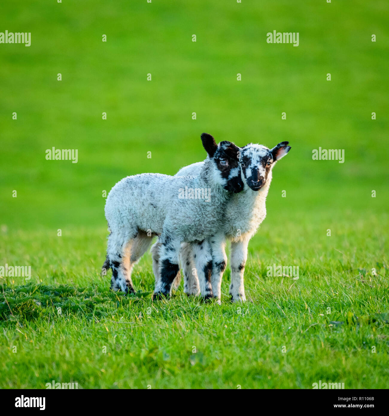 2 small cute lambs standing close together in farm field in springtime. One gently nuzzling its friend, 1 staring at camera. Yorkshire, England, UK. Stock Photo