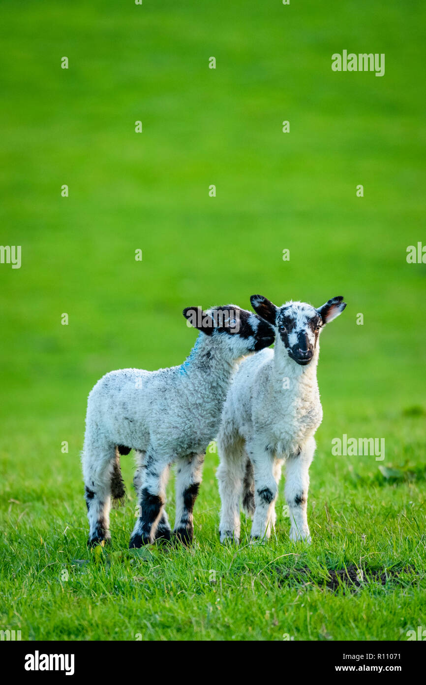 2 small cute lambs standing close together in farm field in springtime. One gently nuzzling its friend, 1 staring at camera. Yorkshire, England, UK. Stock Photo