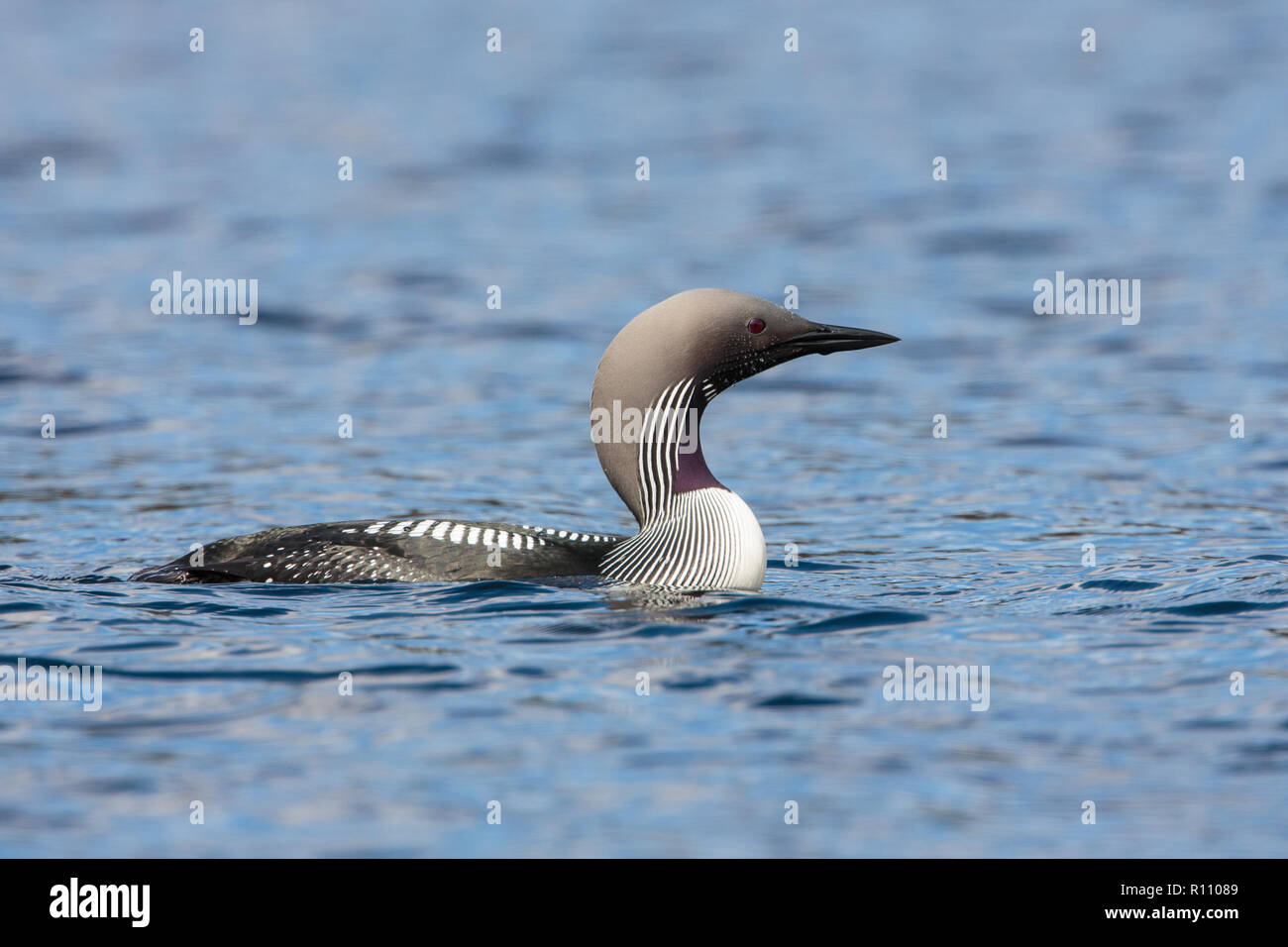 Black-throated diver (Gavia arctica) in summer plumage, Stock Photo