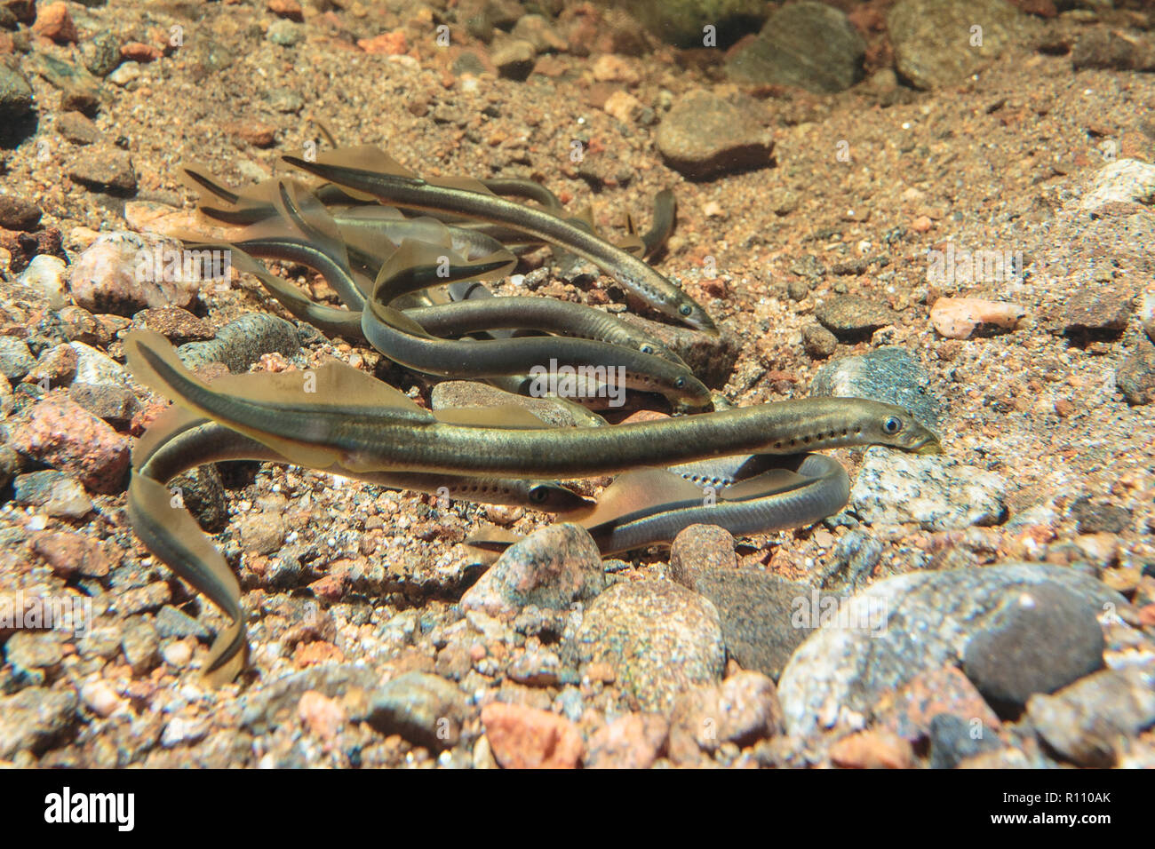 Brook Lampreys (Lampetra planeri) in spawning cluster Stock Photo