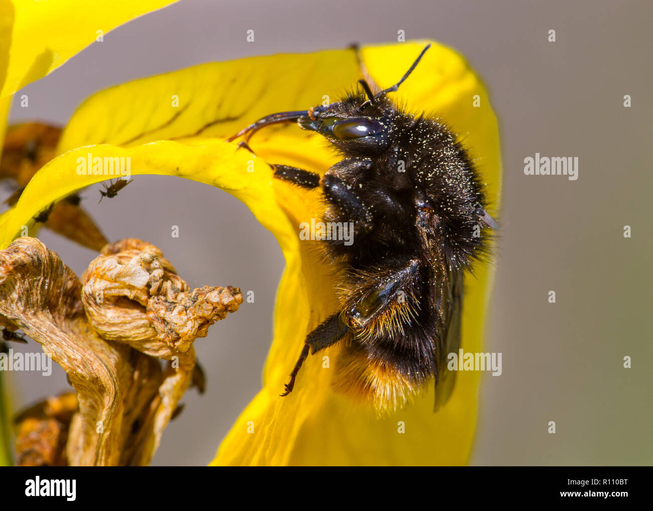 Red-shanked Carder Bumblebee,  Bombus ruderarius Stock Photo