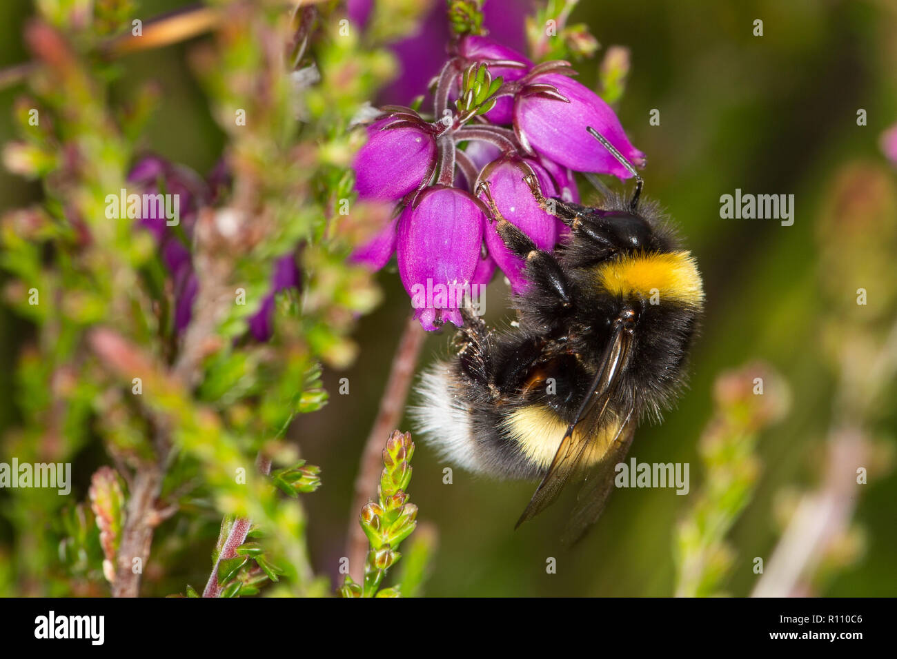 Bombus soroeensis, Broken-belted Bumblebee Stock Photo