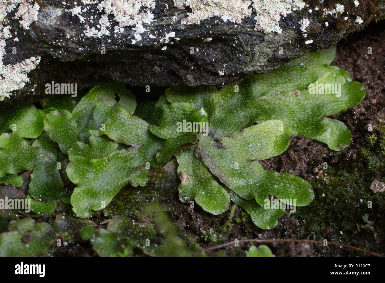 Conocephalum conicum, the great scented liverwort, common mushroom-headed liverwort or snakeskin liverwort, Stock Photo