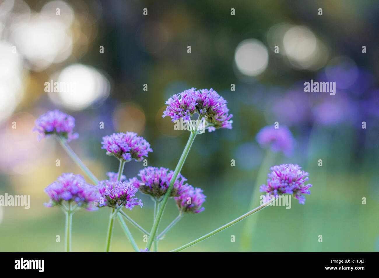 Verbena bonariensis winter hires stock photography and images Alamy