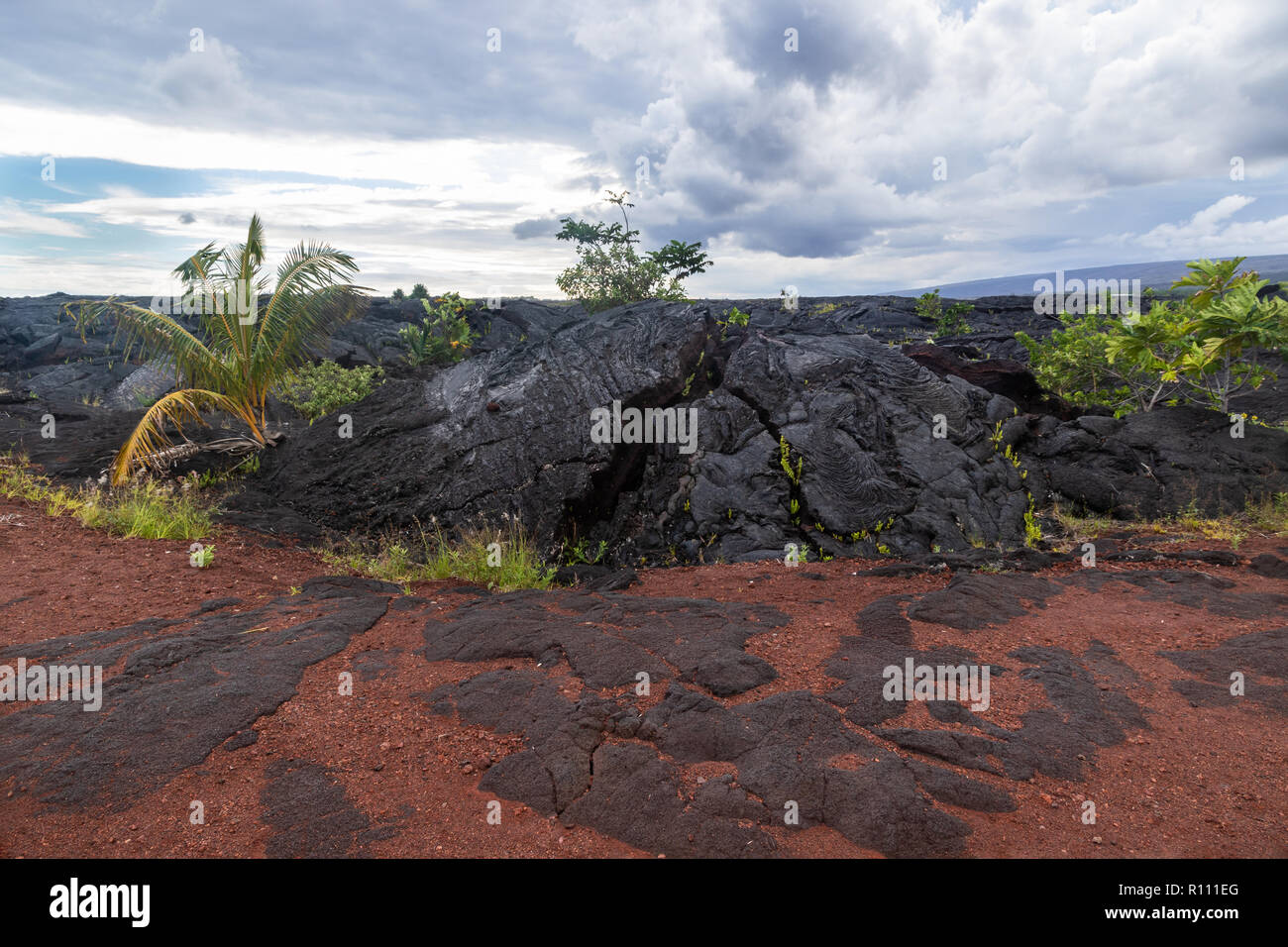 Outcrop of pahoehoe lava, in lava field on Hawaii's Big Island. Surrounded by tropical plants growing in the area, with red and black volcanic rock. Stock Photo