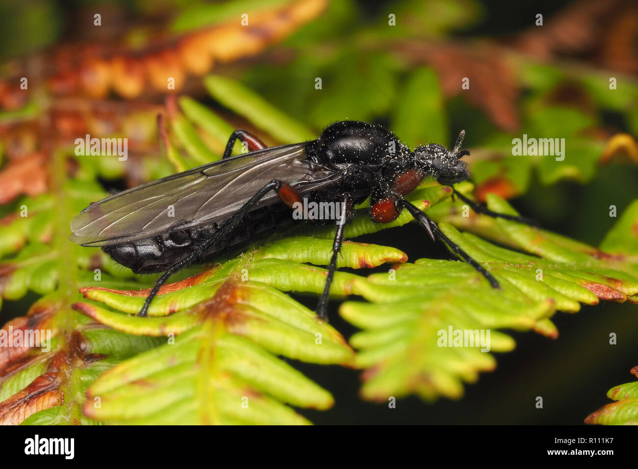 Bibio pomonae fly female resting on bracken. Tipperary, Ireland Stock Photo
