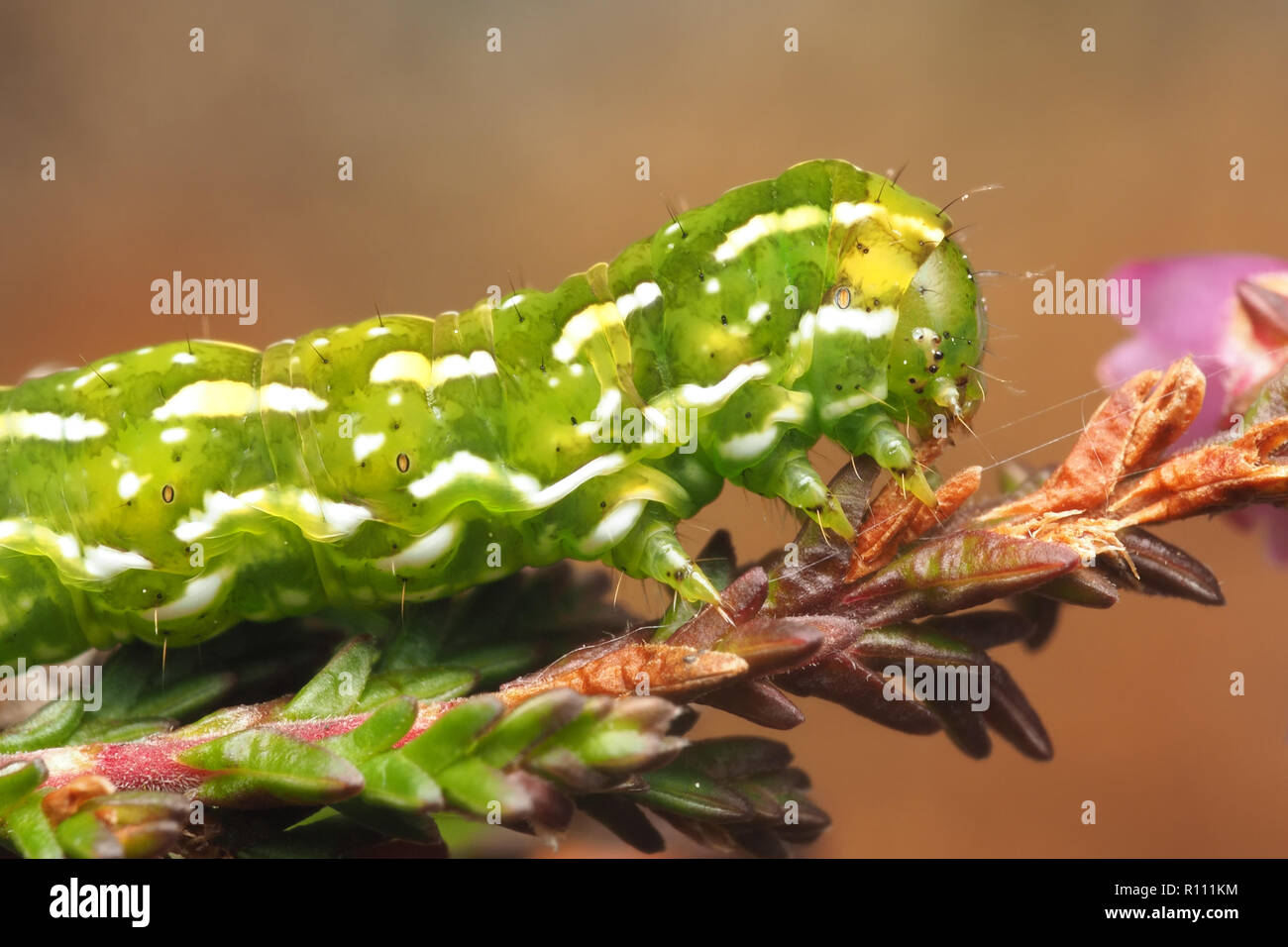 Close up of beautiful yellow underwing moth caterpillar hires stock