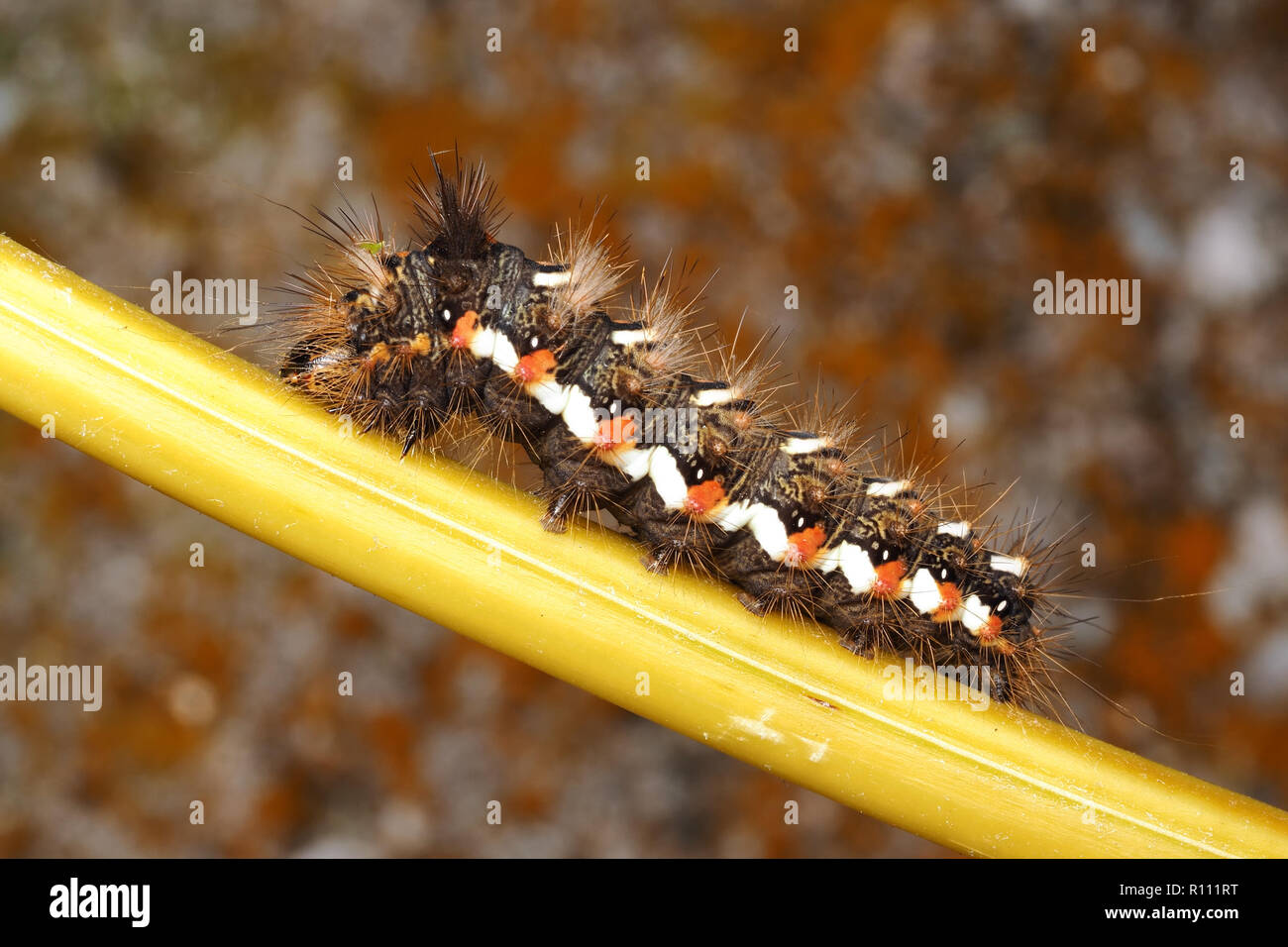 Knot Grass moth caterpillar (Acronicta rumicis) resting on fern stem. Tipperary, Ireland Stock Photo