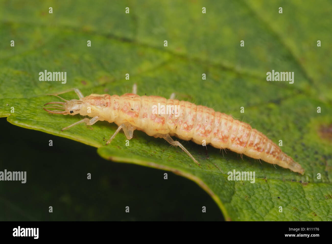 Lacewing larva resting on oak leaf. Tipperary, Ireland Stock Photo