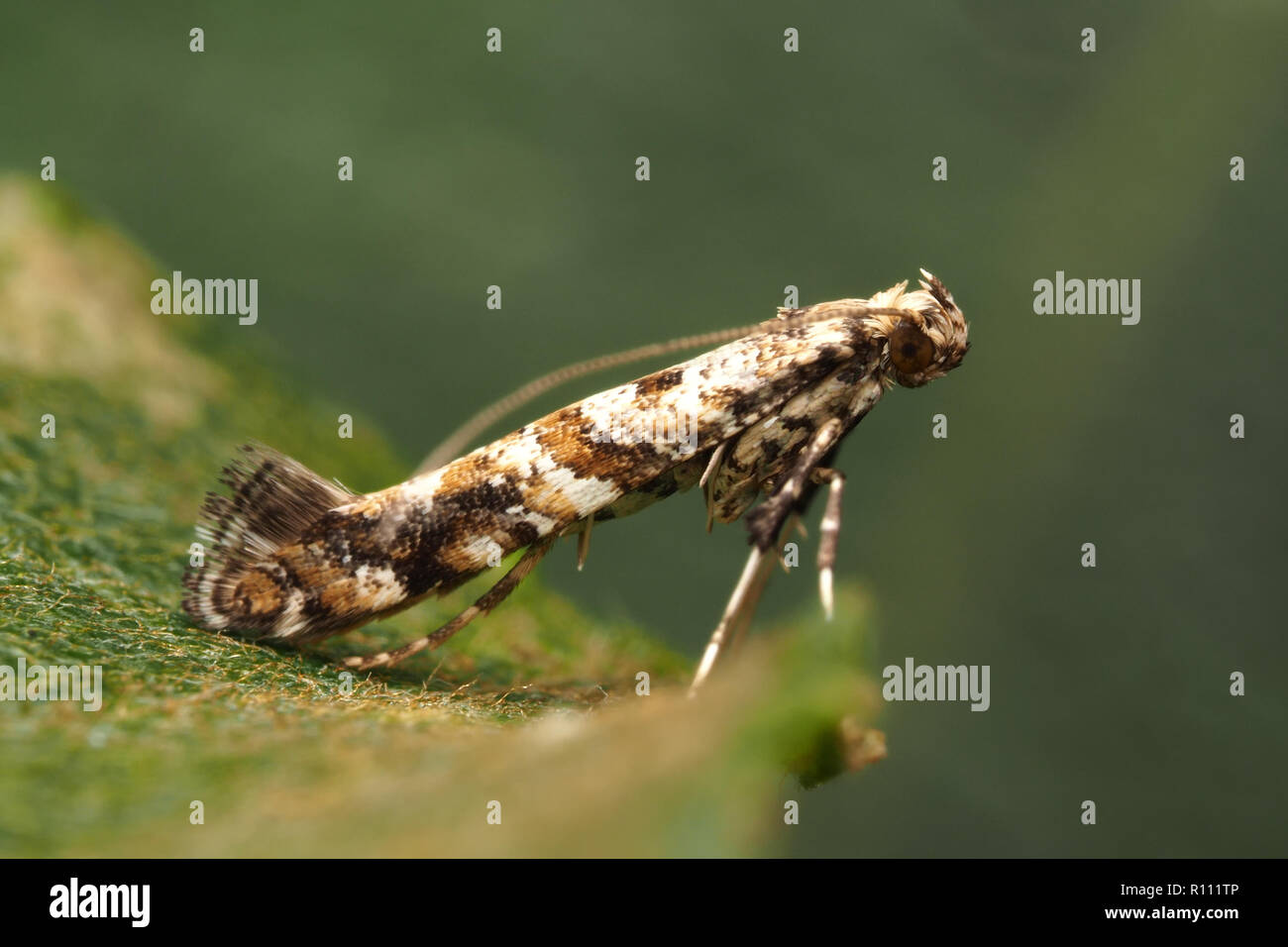 Lilac leafminer or Privet leafminer moth (Gracillaria syringella) perched on leaf. Tipperary, Ireland Stock Photo