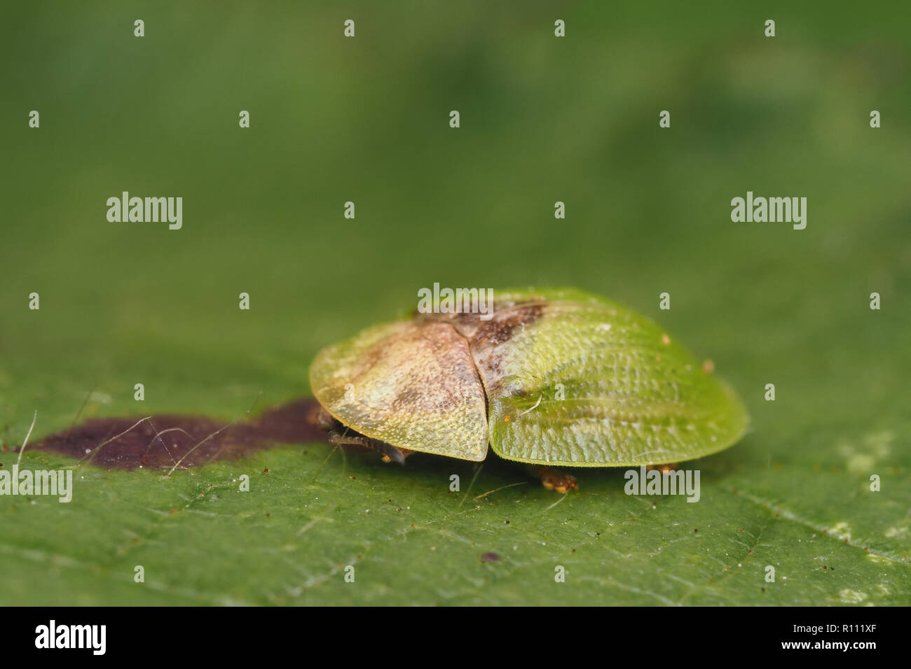 Cassida rubiginosa hires stock photography and images Alamy