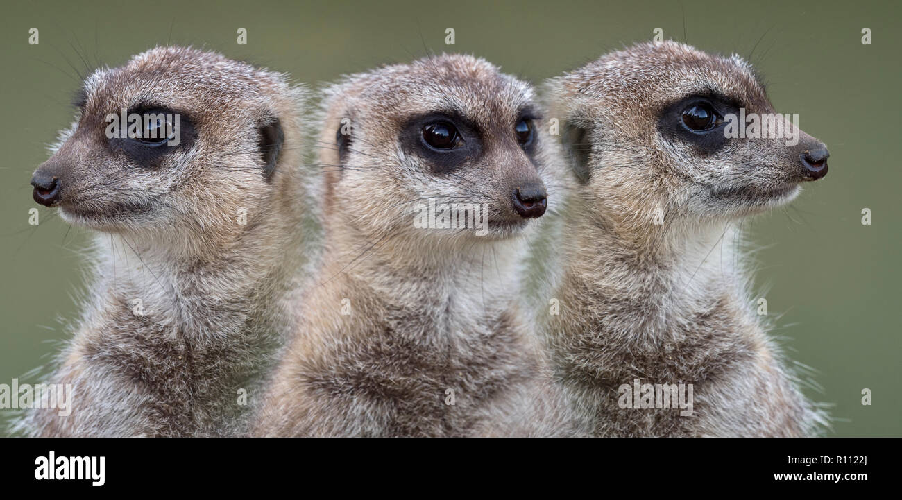 Meerkats or suricate Suricata suricatta montage Stock Photo