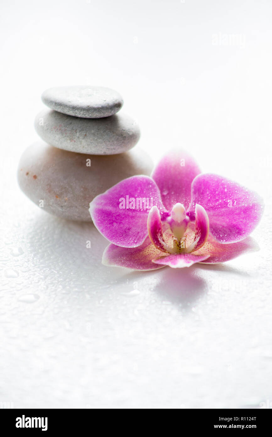 Single light pink orchid blossom with zen stones and water drops on light background. Relaxation concept. Stock Photo