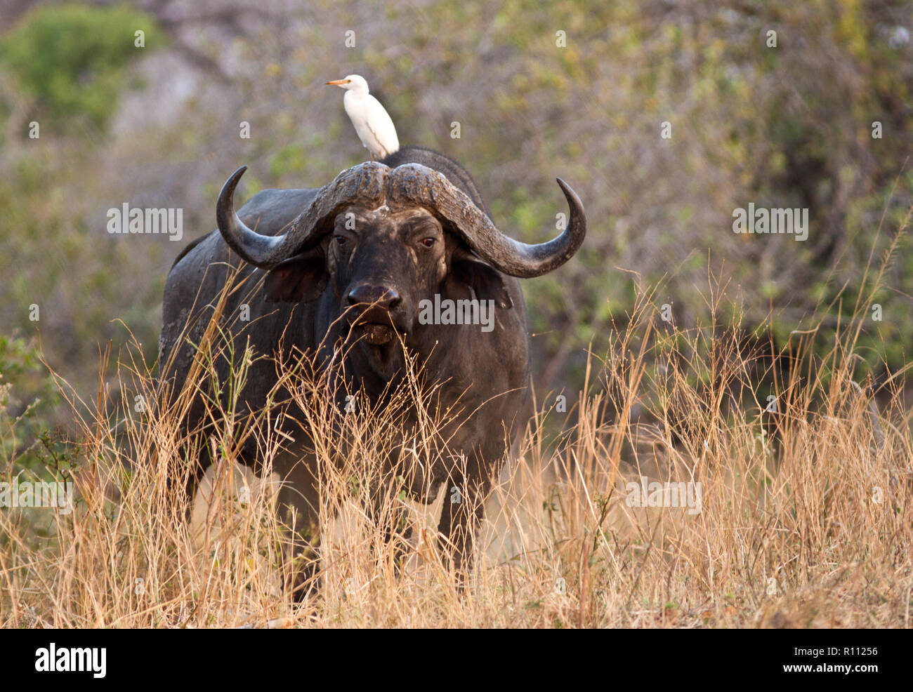 A wary old buffalo bull stares at the vehicle as a cattle Egret hitches a ride on his back ever alert for insects being flushed up by their movement. Stock Photo