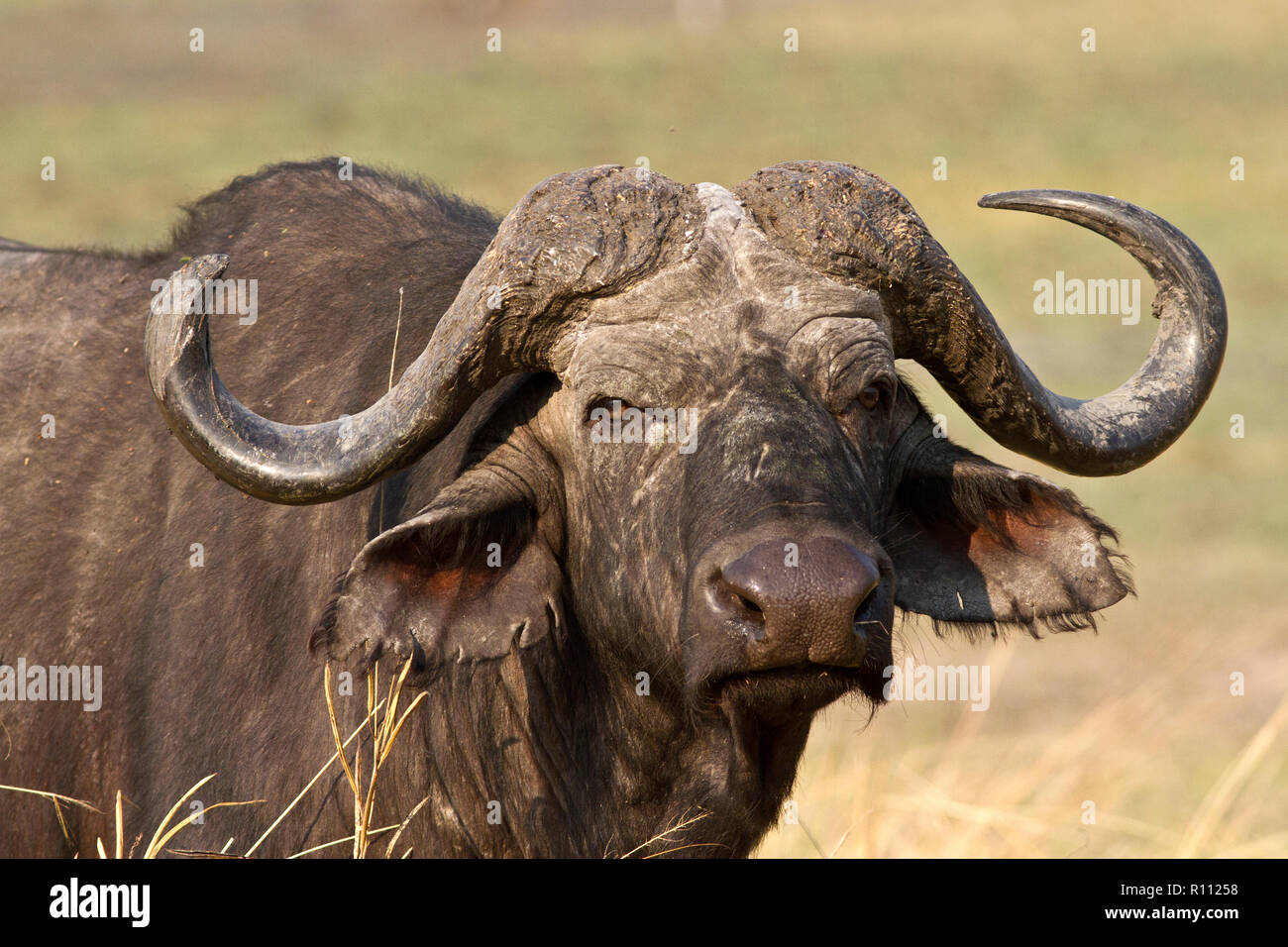 A portrait of an old bull Cape Buffalo, one of the most respected of the Big Five for it's unpredicatability Stock Photo