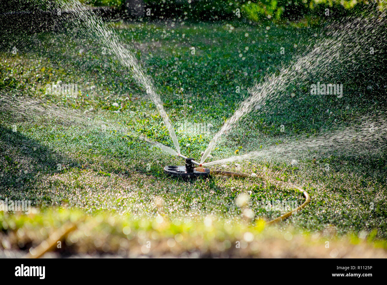 Irrigation sprinkler device for irrigation of lawns, watering grass in summer during drought. Stock Photo