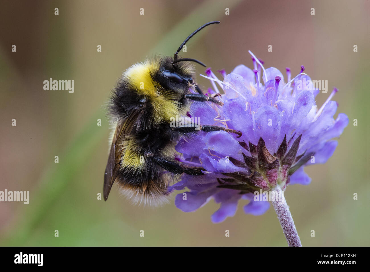 Bombus soroeensis, Broken-belted Bumblebee, male Stock Photo