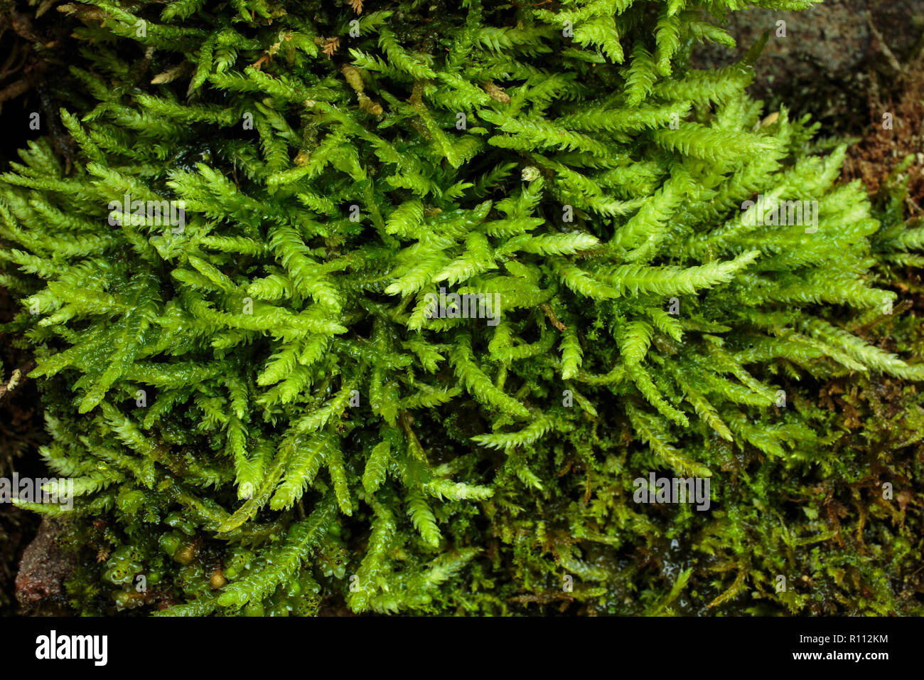 Undulate Plagiothecium Moss, Plagiothecium undulatum Stock Photo
