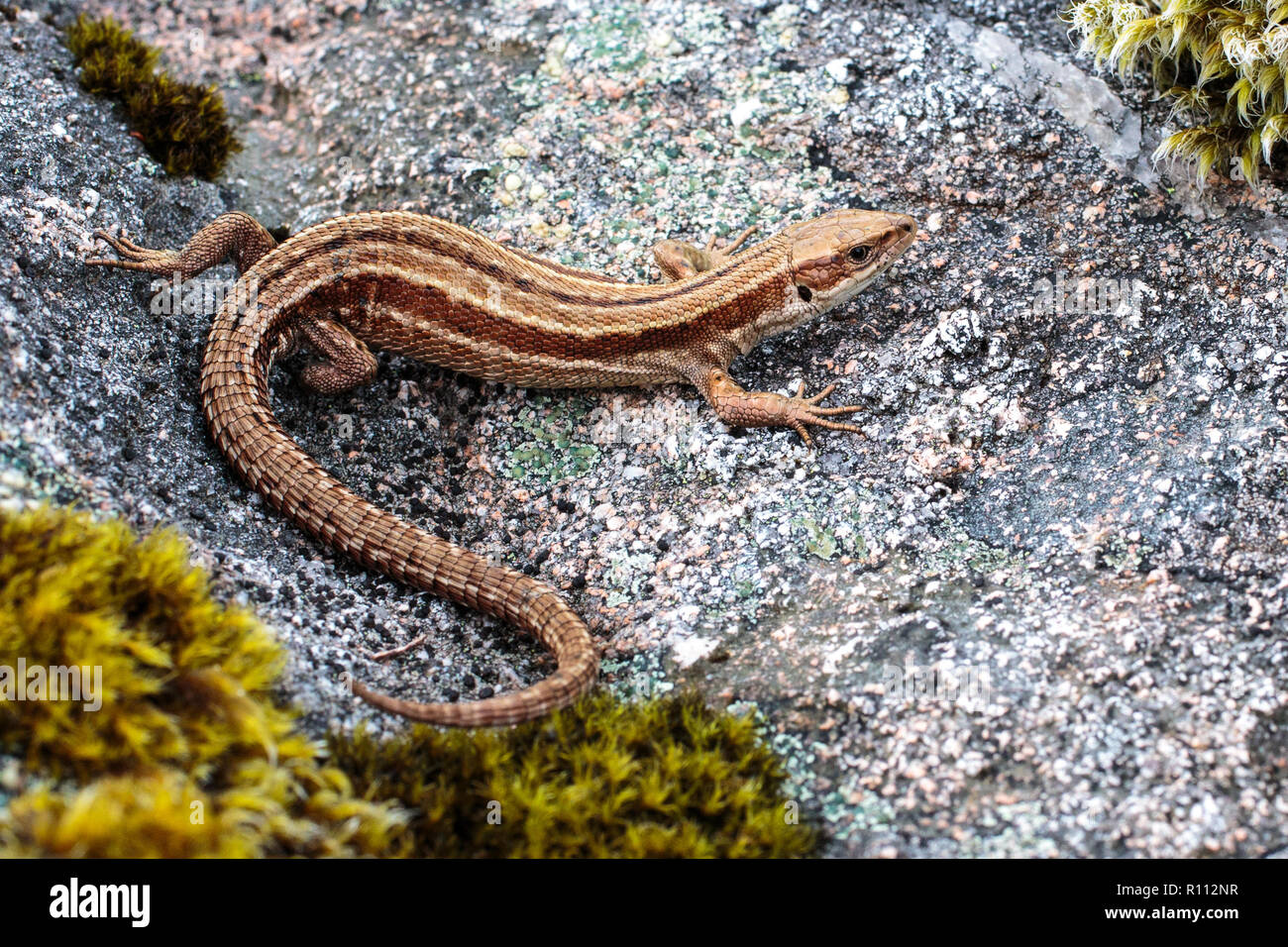 Common Lizard basking on rock Stock Photo Alamy