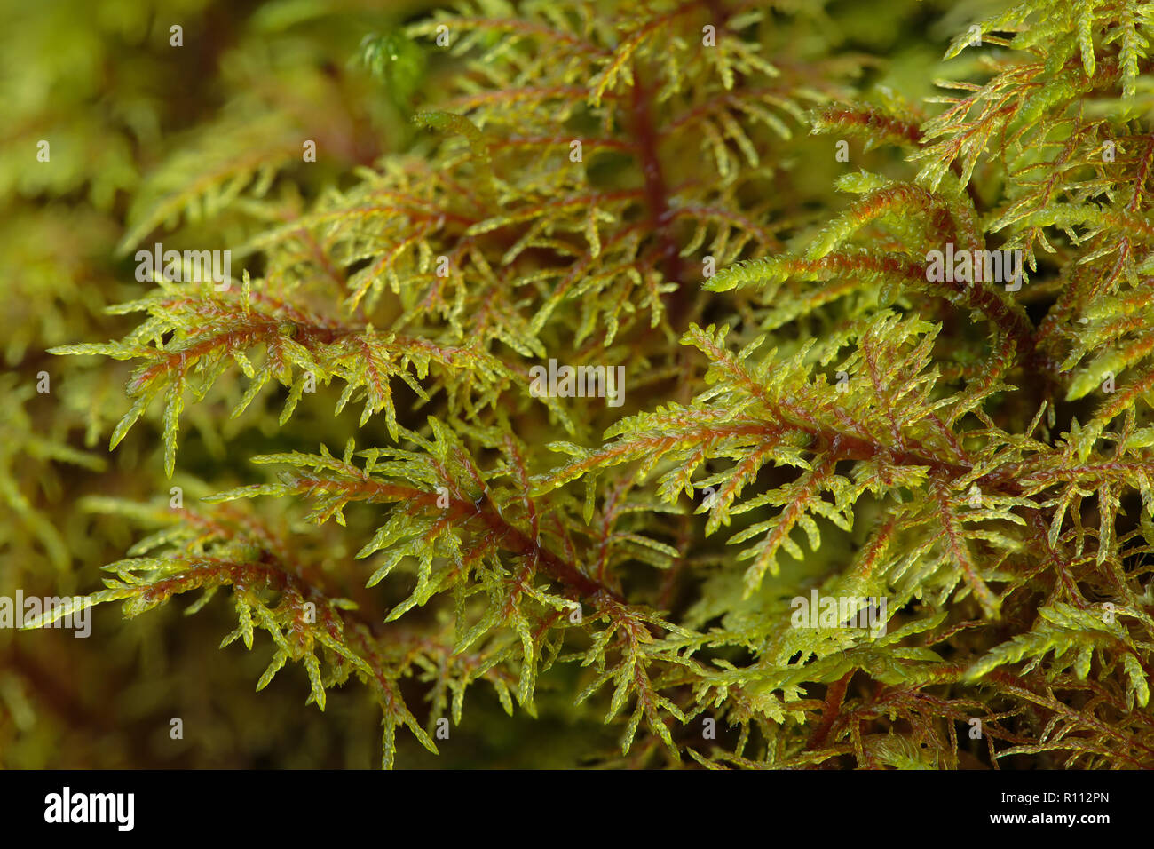 Hylocomium splendens, commonly known as Glittering woodmoss, Stock Photo