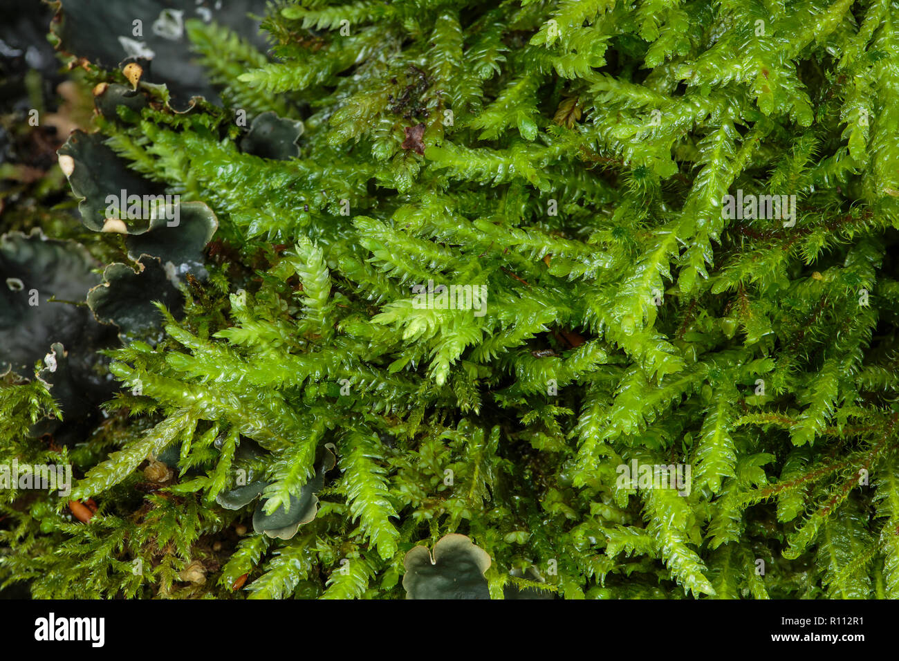 Waved silk-moss, Plagiothecium undulatum Stock Photo
