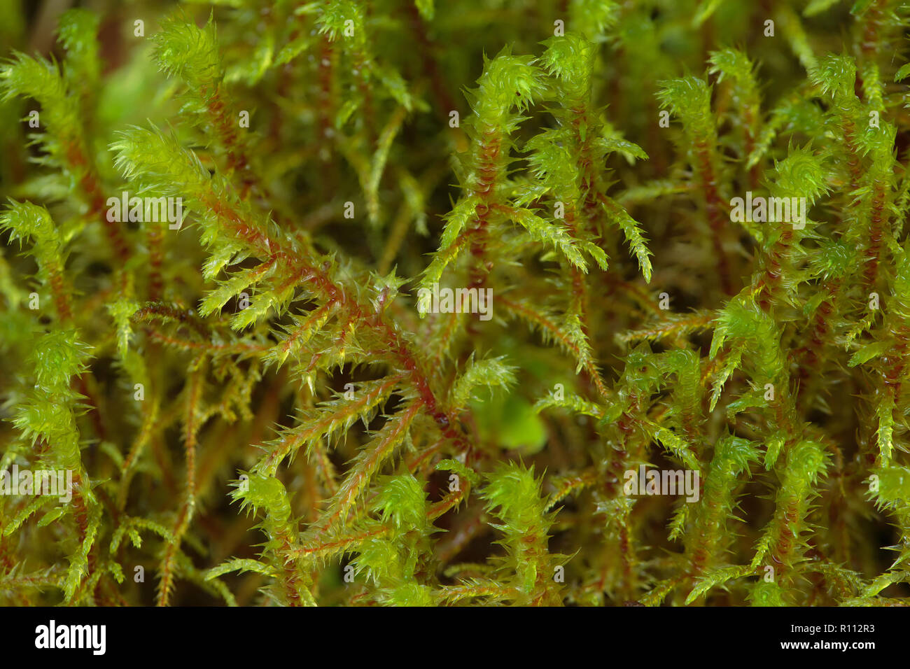 Big Shaggy moss, Rhytidiadelphus triquetrus Stock Photo