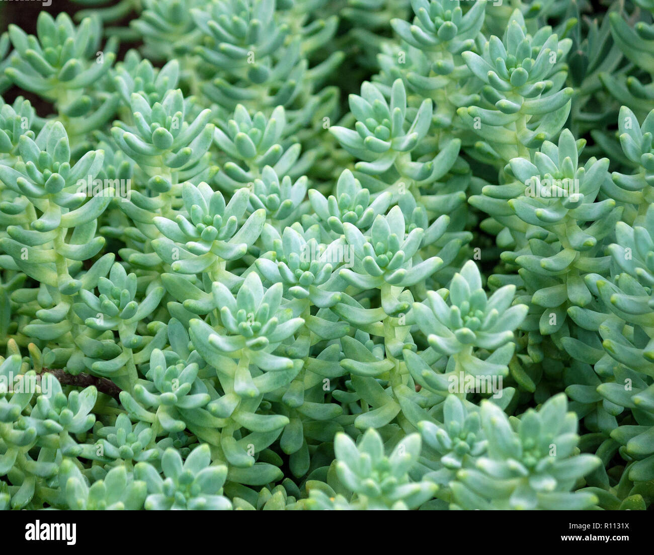 sedum treleasei succulent plant with pale blue green, thick and fleshy leaves, many plants growing in the garden, leaves occupy the whole picture Stock Photo