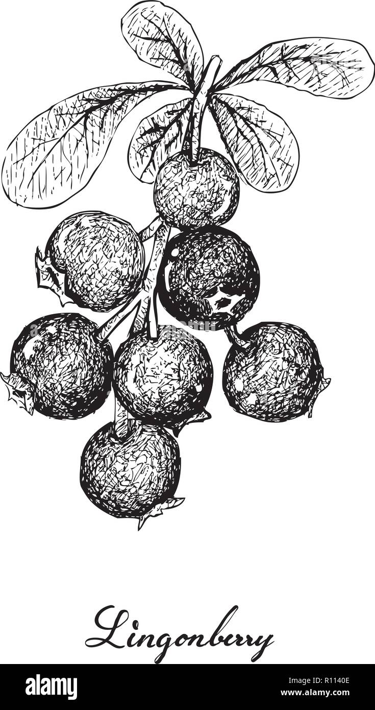 Berry Fruit, Illustration Hand Drawn Sketch of Jostaberries Isolated on ...