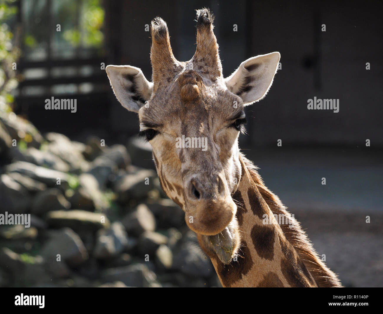 Funny closeup of Giraffe sticking out tongue photographed in the Rhenen zoo, the Netherlands Stock Photo